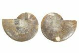 Cut & Polished, Agatized Ammonite Fossil - Madagascar #223116-1